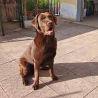 Labrador Chocolate per accoppiamento