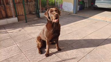 Labrador Chocolate per accoppiamento