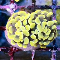 Coralli acquario marino