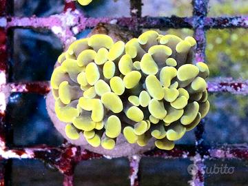 Coralli acquario marino