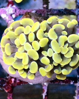 Coralli acquario marino