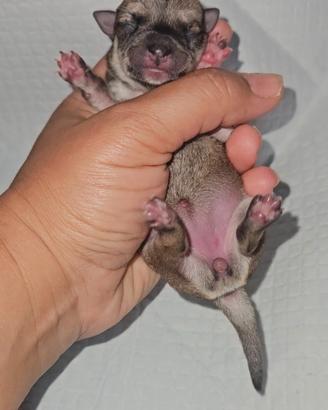 Chihuahua toy con Pedigree