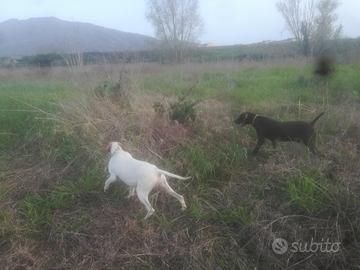 Bracchi e pointer da caccia