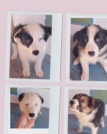 BORDER COLLIE 