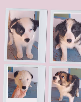 BORDER COLLIE 
