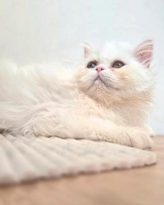 cucciola persiana femminuccia