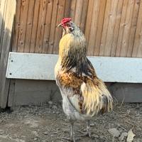 Gallo razza Araucana