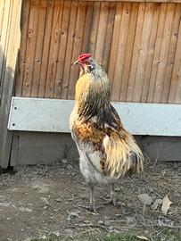 Gallo razza Araucana