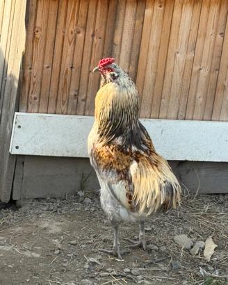 Gallo razza Araucana