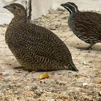 Pernice del Madagascar