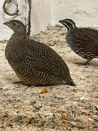 Pernice del Madagascar