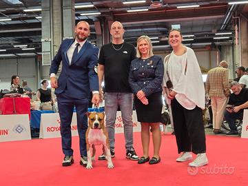 Amstaff