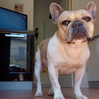 Bulldog francese