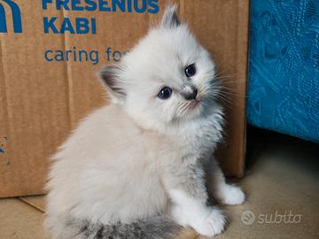 Gattini ragdol con genitori con pedigree