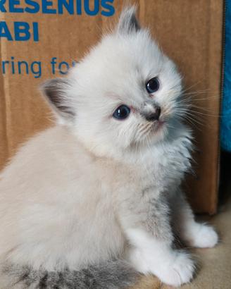 Gattini ragdol con genitori con pedigree