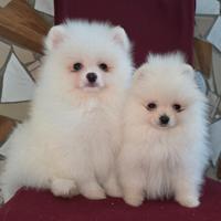 Spitz pomerania