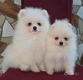 Spitz pomerania
