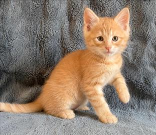 Maine coon mix