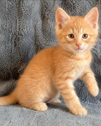 Maine coon mix