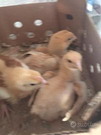 Pulcini di gallina campagnola