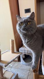 British shorthair