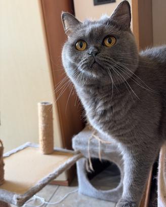 British shorthair