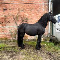 Cavallo