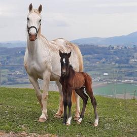 Cavalli di razza principale lipizzana