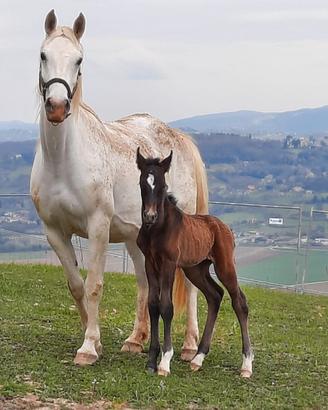 Cavalli di razza principale lipizzana