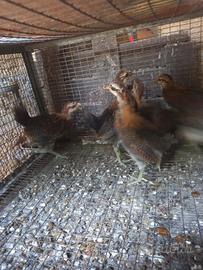 Pulcinotti galline Cornuta e Coronata