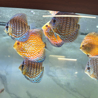 Discus pesci