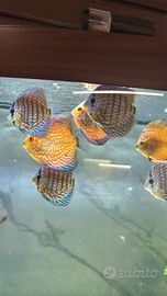 Discus pesci