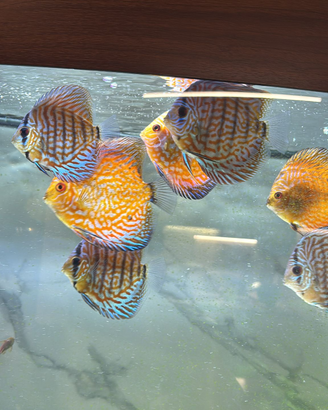 Discus pesci