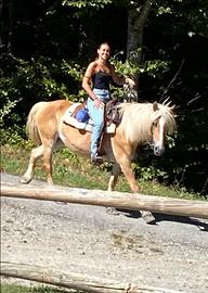 Cavalla haflingher trekking e lavoro in piano