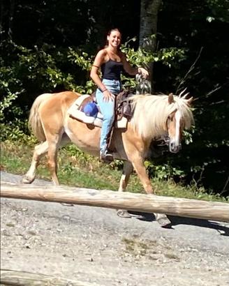 Cavalla haflingher trekking e lavoro in piano