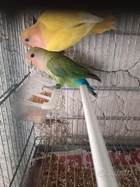 Inseparabili