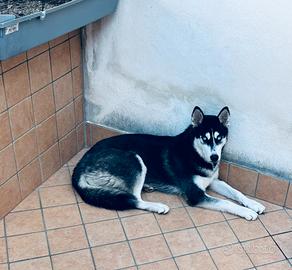Cucciolo di Husky Femmina