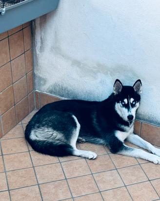 Cucciolo di Husky Femmina