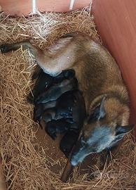 Malinois cuccioli