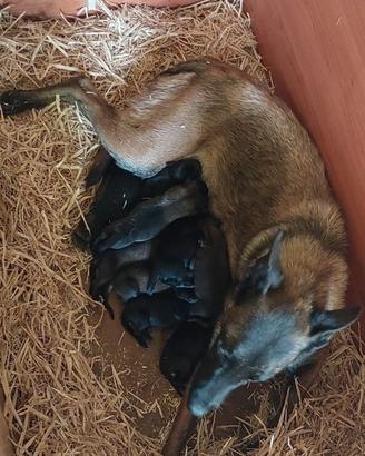 Malinois cuccioli