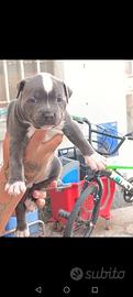 Pitbuul