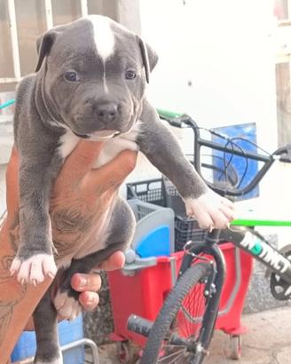 Pitbuul