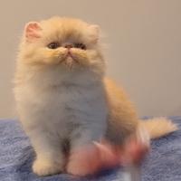 Cuccioli persiani ad alta genealogia