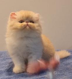 Cuccioli persiani ad alta genealogia