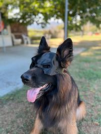maschera di Batman per cani