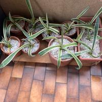 Agave Americana Marginata