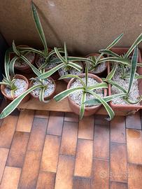 Agave Americana Marginata