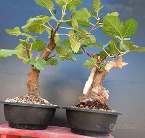 Bonsai 