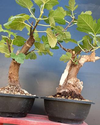 Bonsai 