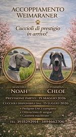 Weimaraner con pedigree ENCI - prenotazioni aperte